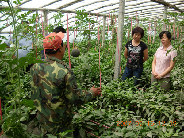 溫室生產(chǎn)工程